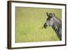 Crawshays Zebra (Equus Quagga Crawshayi), South Luangwa National Park, Zambia, Africa-Janette Hill-Framed Photographic Print