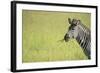 Crawshays Zebra (Equus Quagga Crawshayi), South Luangwa National Park, Zambia, Africa-Janette Hill-Framed Photographic Print