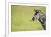 Crawshays Zebra (Equus Quagga Crawshayi), South Luangwa National Park, Zambia, Africa-Janette Hill-Framed Photographic Print