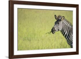 Crawshays Zebra (Equus Quagga Crawshayi), South Luangwa National Park, Zambia, Africa-Janette Hill-Framed Photographic Print