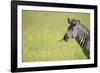 Crawshays Zebra (Equus Quagga Crawshayi), South Luangwa National Park, Zambia, Africa-Janette Hill-Framed Photographic Print