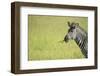 Crawshays Zebra (Equus Quagga Crawshayi), South Luangwa National Park, Zambia, Africa-Janette Hill-Framed Photographic Print