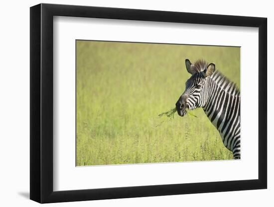 Crawshays Zebra (Equus Quagga Crawshayi), South Luangwa National Park, Zambia, Africa-Janette Hill-Framed Photographic Print