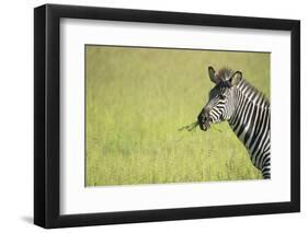 Crawshays Zebra (Equus Quagga Crawshayi), South Luangwa National Park, Zambia, Africa-Janette Hill-Framed Photographic Print