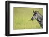 Crawshays Zebra (Equus Quagga Crawshayi), South Luangwa National Park, Zambia, Africa-Janette Hill-Framed Photographic Print