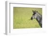 Crawshays Zebra (Equus Quagga Crawshayi), South Luangwa National Park, Zambia, Africa-Janette Hill-Framed Photographic Print