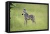 Crawshays Zebra Foal (Equus Quagga Crawshayi), South Luangwa National Park, Zambia, Africa-Janette Hill-Framed Stretched Canvas