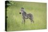 Crawshays Zebra Foal (Equus Quagga Crawshayi), South Luangwa National Park, Zambia, Africa-Janette Hill-Stretched Canvas