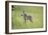 Crawshays Zebra Foal (Equus Quagga Crawshayi), South Luangwa National Park, Zambia, Africa-Janette Hill-Framed Photographic Print