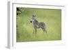 Crawshays Zebra Foal (Equus Quagga Crawshayi), South Luangwa National Park, Zambia, Africa-Janette Hill-Framed Photographic Print