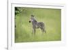 Crawshays Zebra Foal (Equus Quagga Crawshayi), South Luangwa National Park, Zambia, Africa-Janette Hill-Framed Photographic Print