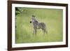 Crawshays Zebra Foal (Equus Quagga Crawshayi), South Luangwa National Park, Zambia, Africa-Janette Hill-Framed Photographic Print