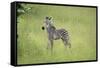 Crawshays Zebra Foal (Equus Quagga Crawshayi), South Luangwa National Park, Zambia, Africa-Janette Hill-Framed Stretched Canvas