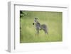 Crawshays Zebra Foal (Equus Quagga Crawshayi), South Luangwa National Park, Zambia, Africa-Janette Hill-Framed Photographic Print