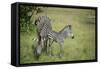 Crawshays Zebra Mother and Foal (Equus Quagga Crawshayi)-Janette Hill-Framed Stretched Canvas