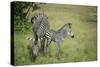 Crawshays Zebra Mother and Foal (Equus Quagga Crawshayi)-Janette Hill-Stretched Canvas