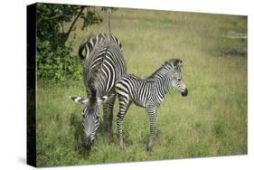 Crawshays Zebra Mother and Foal (Equus Quagga Crawshayi)-Janette Hill-Stretched Canvas