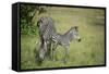 Crawshays Zebra Mother and Foal (Equus Quagga Crawshayi)-Janette Hill-Framed Stretched Canvas