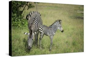 Crawshays Zebra Mother and Foal (Equus Quagga Crawshayi)-Janette Hill-Stretched Canvas