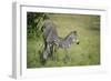 Crawshays Zebra Mother and Foal (Equus Quagga Crawshayi)-Janette Hill-Framed Photographic Print