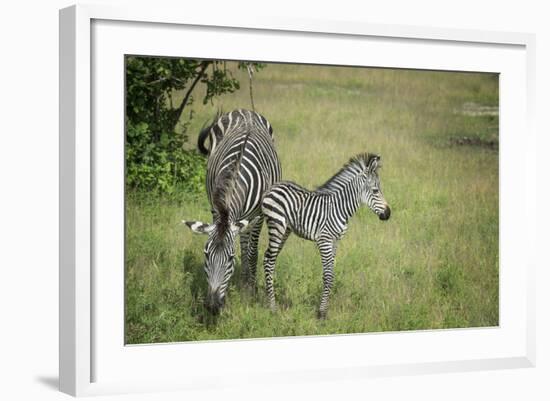 Crawshays Zebra Mother and Foal (Equus Quagga Crawshayi)-Janette Hill-Framed Photographic Print