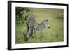 Crawshays Zebra Mother and Foal (Equus Quagga Crawshayi)-Janette Hill-Framed Photographic Print