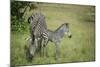 Crawshays Zebra Mother and Foal (Equus Quagga Crawshayi)-Janette Hill-Mounted Photographic Print