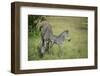 Crawshays Zebra Mother and Foal (Equus Quagga Crawshayi)-Janette Hill-Framed Photographic Print