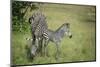 Crawshays Zebra Mother and Foal (Equus Quagga Crawshayi)-Janette Hill-Mounted Photographic Print