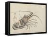 Crayfish, C. 1830-Hogyoku-Framed Stretched Canvas