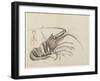 Crayfish, C. 1830-Hogyoku-Framed Giclee Print