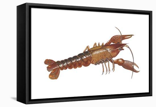 Crayfish (Cambarus Bartonii), Crustaceans-Encyclopaedia Britannica-Framed Stretched Canvas