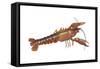 Crayfish (Cambarus Bartonii), Crustaceans-Encyclopaedia Britannica-Framed Stretched Canvas