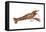 Crayfish (Cambarus Bartonii), Crustaceans-Encyclopaedia Britannica-Framed Stretched Canvas