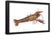 Crayfish (Cambarus Bartonii), Crustaceans-Encyclopaedia Britannica-Framed Poster