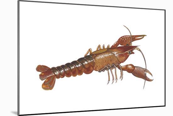 Crayfish (Cambarus Bartonii), Crustaceans-Encyclopaedia Britannica-Mounted Poster