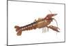 Crayfish (Cambarus Bartonii), Crustaceans-Encyclopaedia Britannica-Mounted Poster