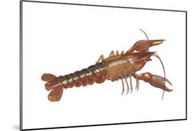 Crayfish (Cambarus Bartonii), Crustaceans-Encyclopaedia Britannica-Mounted Poster