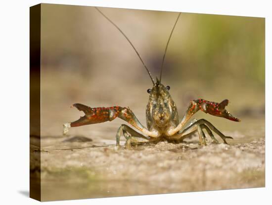 Crayfish (Cambarus Sp.) Defense Posture, Kendall Co., Texas, Usa-Larry Ditto-Stretched Canvas