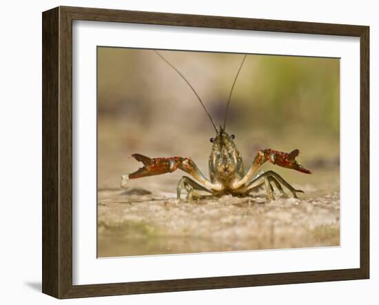 Crayfish (Cambarus Sp.) Defense Posture, Kendall Co., Texas, Usa-Larry Ditto-Framed Photographic Print