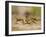 Crayfish (Cambarus Sp.) Defense Posture, Kendall Co., Texas, Usa-Larry Ditto-Framed Photographic Print