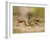 Crayfish (Cambarus Sp.) Defense Posture, Kendall Co., Texas, Usa-Larry Ditto-Framed Photographic Print