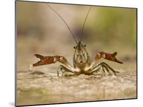 Crayfish (Cambarus Sp.) Defense Posture, Kendall Co., Texas, Usa-Larry Ditto-Mounted Photographic Print