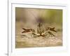 Crayfish (Cambarus Sp.) Defense Posture, Kendall Co., Texas, Usa-Larry Ditto-Framed Photographic Print