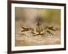 Crayfish (Cambarus Sp.) Defense Posture, Kendall Co., Texas, Usa-Larry Ditto-Framed Photographic Print