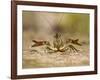 Crayfish (Cambarus Sp.) Defense Posture, Kendall Co., Texas, Usa-Larry Ditto-Framed Photographic Print