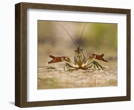 Crayfish (Cambarus Sp.) Defense Posture, Kendall Co., Texas, Usa-Larry Ditto-Framed Photographic Print