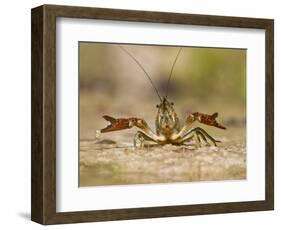 Crayfish (Cambarus Sp.) Defense Posture, Kendall Co., Texas, Usa-Larry Ditto-Framed Photographic Print