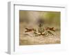 Crayfish (Cambarus Sp.) Defense Posture, Kendall Co., Texas, Usa-Larry Ditto-Framed Photographic Print