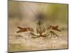 Crayfish (Cambarus Sp.) Defense Posture, Kendall Co., Texas, Usa-Larry Ditto-Mounted Photographic Print